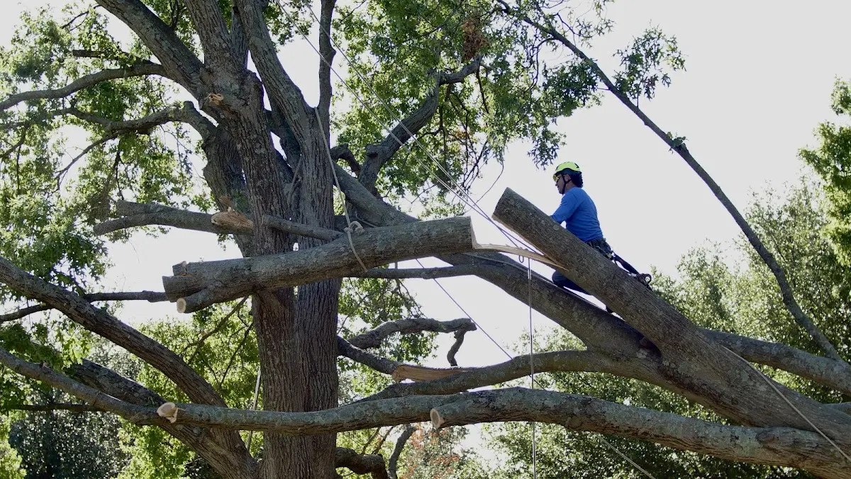 Professional Crown Thinning performed by certified arborists in Livermore Falls
