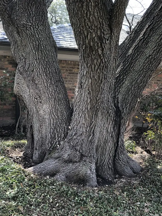 Mature heritage tree close to a Livermore Falls property cared for by certified arborists