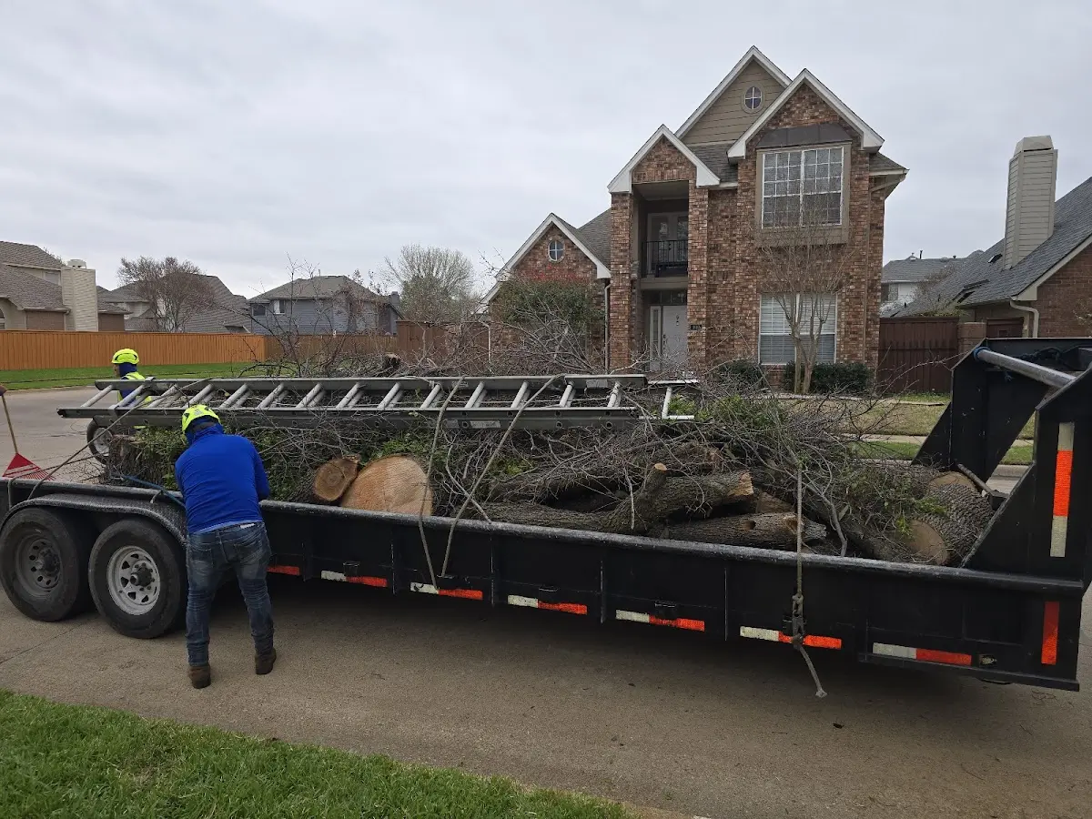 Expert Tree Pest Control with proper safety equipment in Livermore Falls